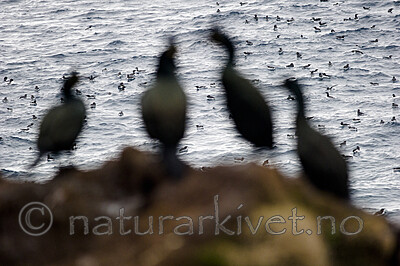 BB 15 0663 / Phalacrocorax aristotelis / Toppskarv <br /> Uria aalge / Lomvi